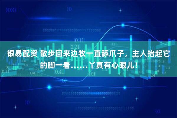 银易配资 散步回来边牧一直舔爪子，主人抬起它的脚一看……丫真有心眼儿！